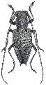 Mesechthistatus binodosus insularis