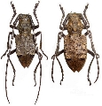 Mesechthistatus taniguchii