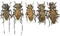 Mesechthistatus binodosus binodosus