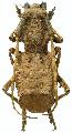 Morimospasma paradoxum