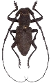 Morimus asper asper