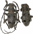 Morimus funereus