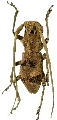 Morimus inaequalis