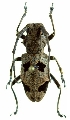 Morimus lethalis 