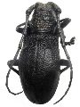 Morimus asper verecundus 