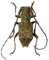 Parechthistatus gibber