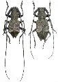 Parechthistatus gibber