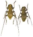 Parechthistatus gibber