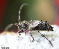 Pogonocherus hispidus