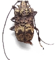 Polyrhaphis confusa 