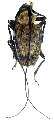 Polyrhaphis jansoni