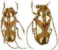 Prosopocera (Prosopocera) lactator poggei