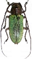 Prosopocera (Hierogyna) bicolor