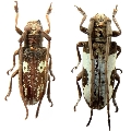 Prosopocera (Dalterus) blairiella ethiopica 