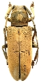 Prosopocera (Ochropyga) ceciliae