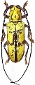 Prosopocera (Alphitopola) flava