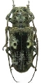 Prosopocera (Prosopocera) insignis