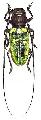 Prosopocera (Hierogyna) itzingeri