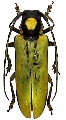 Prosopocera (Ochropyga) lucia