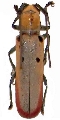 Prosopocera (Alphitopola) octomaculata