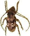Prosopocera (Prosopocera) schoutedeni 