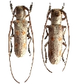 Prosopocera (Alphitopola) tenuis