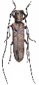 Prosopocera (Alphitopola) wahlbergi