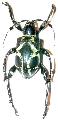 Doliops similis