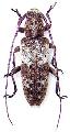 Sybra (s. str.) basialbofasciata