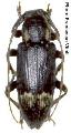 Sybra (s. str.) maculithorax