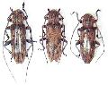 Sybra (s. str.) ordinata