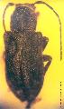 Pterolophosoma otiliae