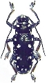 Faustabryna metallica