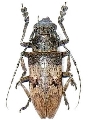 Abryna obscura