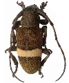 Alidopsis latefasciatus