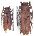 Ataxia crassa
