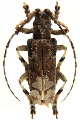 Baraeus aurisecator 