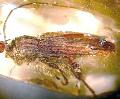Batrachorhina (Coedomea) nervulata