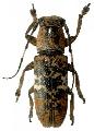 Callimetopus irroratus