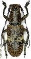 Callimetopus longicollis