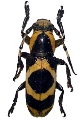 Callimetopus rhombifer