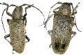 Depsages granulosa 