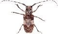 Desisa subfasciata