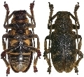 Eczemotes guttulata 