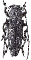 Niphona celebensis