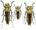 Niphona furcata