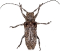 Niphona fuscatrix