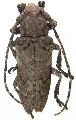 Niphona picticornis