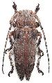Niphona yanoi