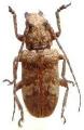 Prosoplus (Setoprosoplus) bankii